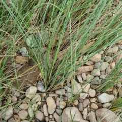 Carex bichenoviana at Jerrabomberra, ACT - 22 Nov 2021