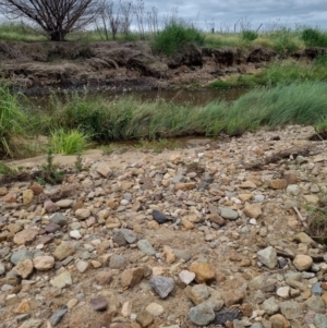 Carex bichenoviana at Jerrabomberra, ACT - 22 Nov 2021