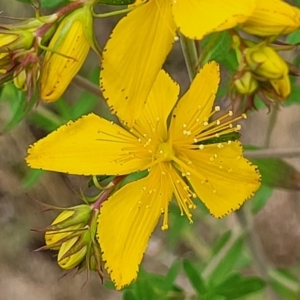 Hypericum perforatum at Stromlo, ACT - 23 Nov 2021 04:36 PM