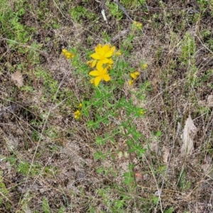 Hypericum perforatum at Stromlo, ACT - 23 Nov 2021 04:36 PM