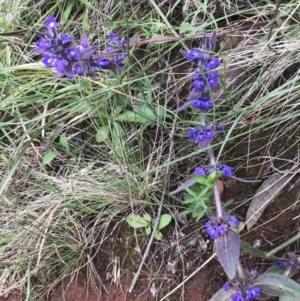 Ajuga australis at Watson, ACT - 23 Nov 2021