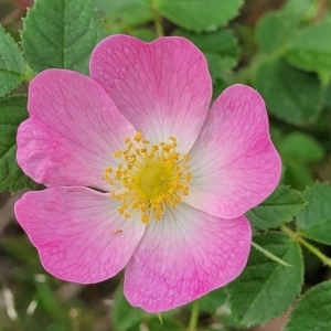 Rosa rubiginosa at Stromlo, ACT - 23 Nov 2021