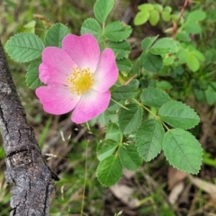 Rosa rubiginosa at Stromlo, ACT - 23 Nov 2021 04:33 PM