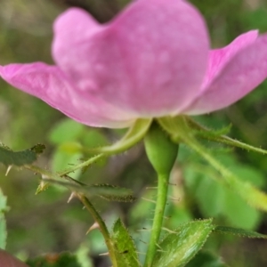 Rosa rubiginosa at Stromlo, ACT - 23 Nov 2021