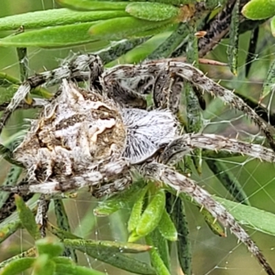 Backobourkia (genus) (An orb weaver) at Stromlo, ACT - 23 Nov 2021 by trevorpreston