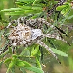 Backobourkia sp. (genus) at Stromlo, ACT - 23 Nov 2021