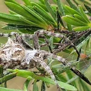 Backobourkia sp. (genus) at Stromlo, ACT - 23 Nov 2021