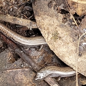 Hemiergis talbingoensis at Stromlo, ACT - 23 Nov 2021