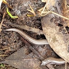 Hemiergis talbingoensis at Stromlo, ACT - 23 Nov 2021