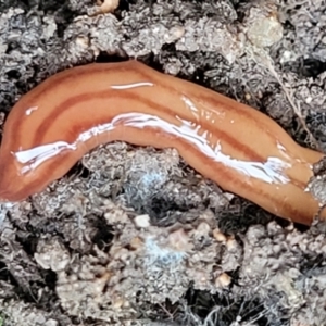 Anzoplana trilineata at Stromlo, ACT - 23 Nov 2021 04:30 PM