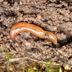 Anzoplana trilineata at Stromlo, ACT - 23 Nov 2021