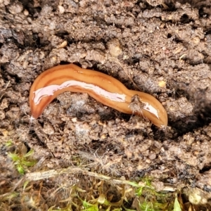 Anzoplana trilineata at Stromlo, ACT - 23 Nov 2021 04:30 PM