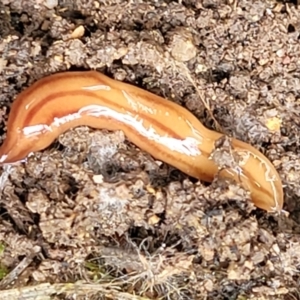 Anzoplana trilineata at Stromlo, ACT - 23 Nov 2021