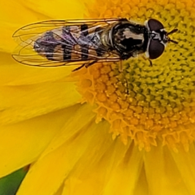 Melangyna viridiceps (Hover fly) at Molonglo Valley, ACT - 23 Nov 2021 by trevorpreston