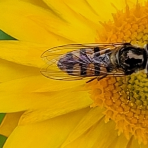 Melangyna viridiceps at Molonglo Valley, ACT - 23 Nov 2021