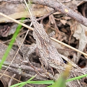 Coryphistes ruricola at Molonglo Valley, ACT - 23 Nov 2021