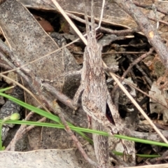 Coryphistes ruricola at Molonglo Valley, ACT - 23 Nov 2021