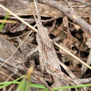 Coryphistes ruricola at Molonglo Valley, ACT - 23 Nov 2021