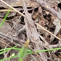 Coryphistes ruricola at Molonglo Valley, ACT - 23 Nov 2021