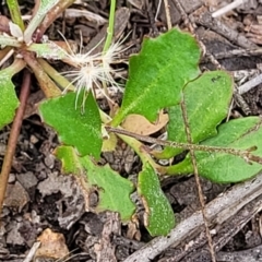 Goodenia hederacea subsp. hederacea at Molonglo Valley, ACT - 23 Nov 2021 04:25 PM