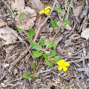 Goodenia hederacea subsp. hederacea at Molonglo Valley, ACT - 23 Nov 2021 04:25 PM