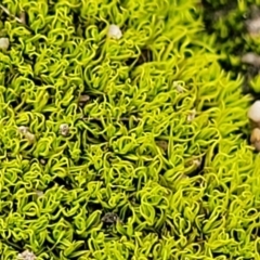 Pottiaceae (family) (A moss) at Stromlo, ACT - 23 Nov 2021 by trevorpreston