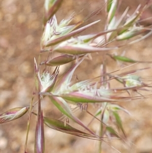 Rytidosperma sp. at Molonglo Valley, ACT - 23 Nov 2021