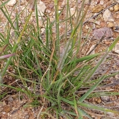 Rytidosperma sp. at Molonglo Valley, ACT - 23 Nov 2021 04:24 PM