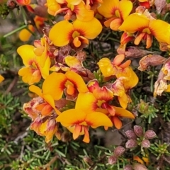 Dillwynia phylicoides (A Parrot-pea) at Molonglo Valley, ACT - 23 Nov 2021 by tpreston