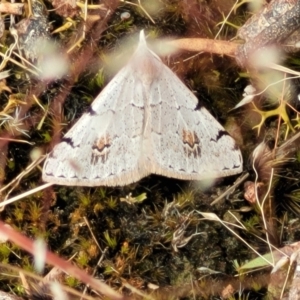 Dichromodes estigmaria at Molonglo Valley, ACT - 23 Nov 2021