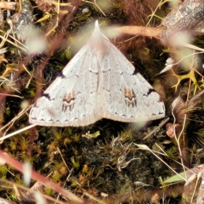 Dichromodes estigmaria (Pale Grey Heath Moth) at Molonglo Valley, ACT - 23 Nov 2021 by trevorpreston
