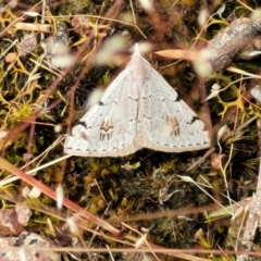 Dichromodes estigmaria at Molonglo Valley, ACT - 23 Nov 2021