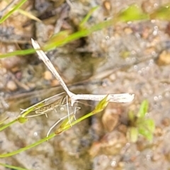 Platyptilia celidotus at Molonglo Valley, ACT - 23 Nov 2021 04:22 PM