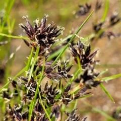 Schoenus apogon (Common Bog Sedge) at Molonglo Valley, ACT - 23 Nov 2021 by trevorpreston