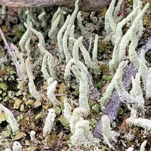 Cladonia sp. (genus) at Molonglo Valley, ACT - 23 Nov 2021 04:21 PM