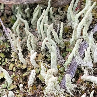 Cladonia sp. (genus) (Cup Lichen) at Molonglo Valley, ACT - 23 Nov 2021 by trevorpreston