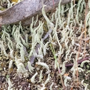 Cladonia sp. (genus) at Molonglo Valley, ACT - 23 Nov 2021 04:21 PM