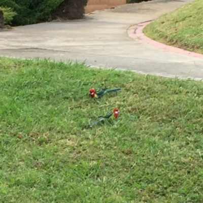 Platycercus eximius (Eastern Rosella) at Thurgoona, NSW - 9 Apr 2017 by Darcy