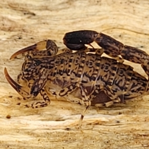 Lychas marmoreus at Stromlo, ACT - 23 Nov 2021 04:12 PM