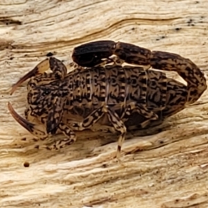 Lychas marmoreus at Stromlo, ACT - 23 Nov 2021 04:12 PM