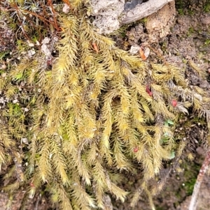 Bartramiaceae at Molonglo Valley, ACT - 23 Nov 2021