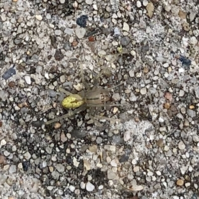 Cheiracanthium sp. (genus) (Unidentified Slender Sac Spider) at Aranda, ACT - 23 Nov 2021 by KMcCue