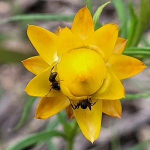 Xerochrysum viscosum at Molonglo Valley, ACT - 23 Nov 2021