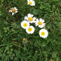 Bellis perennis (Lawn Daisy, English Daisy) at Healesville, VIC - 15 Sep 2017 by Darcy