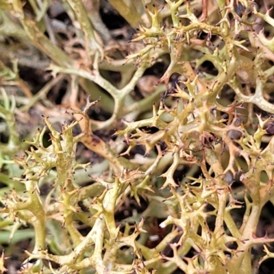 Cladia aggregata (A lichen) at Denman Prospect 2 Estate Deferred Area (Block 12) - 23 Nov 2021 by tpreston
