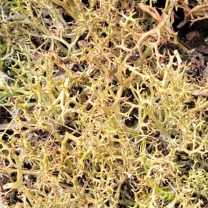 Cladia aggregata at Molonglo Valley, ACT - 23 Nov 2021