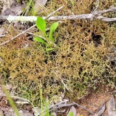 Cladia aggregata at Molonglo Valley, ACT - 23 Nov 2021