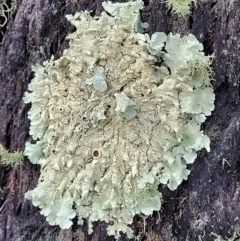 Parmeliaceae (family) (A lichen family) at Molonglo Valley, ACT - 23 Nov 2021 by trevorpreston