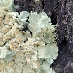 Parmeliaceae (family) at Molonglo Valley, ACT - 23 Nov 2021