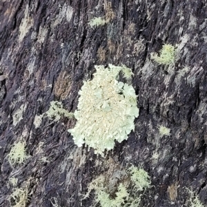 Parmeliaceae (family) at Molonglo Valley, ACT - 23 Nov 2021